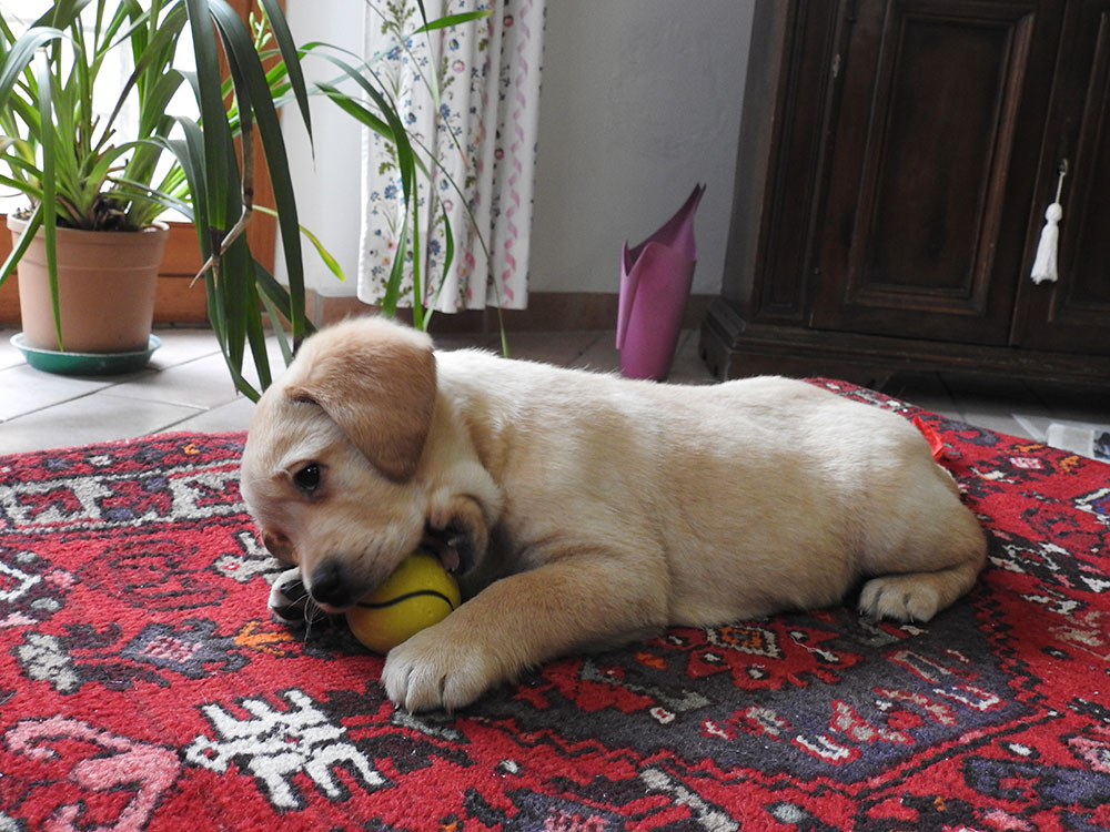 cuccioli della valle degli ulivi