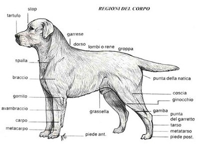 GLI STANDARD DEL LABRADOR